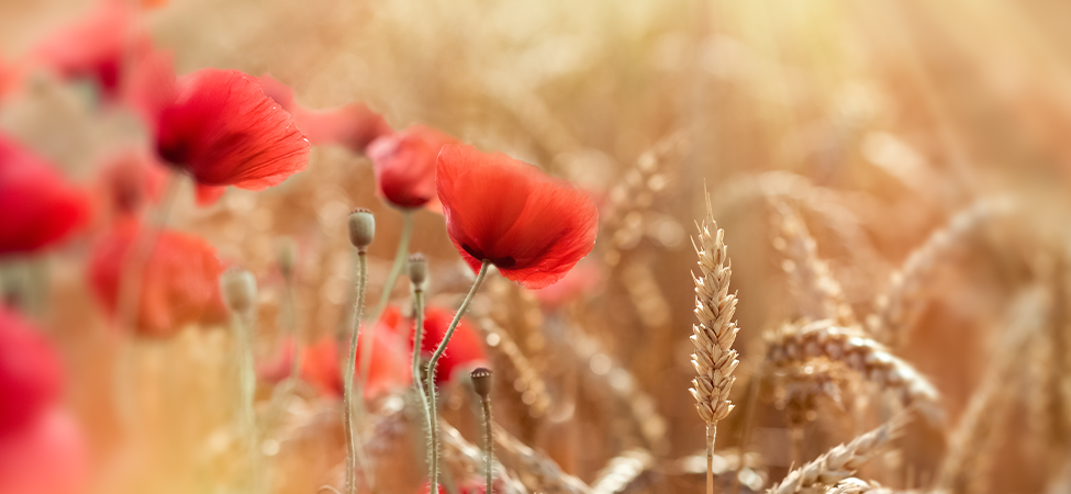 Lest we forget